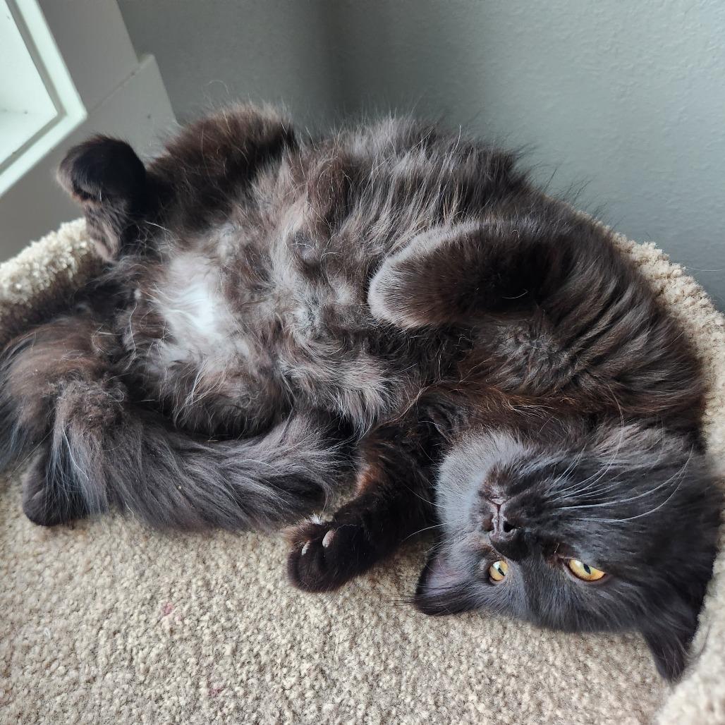 Enlarge Chestnut, a Adoptable Domestic Long Hair in Talent, OR image 4/4