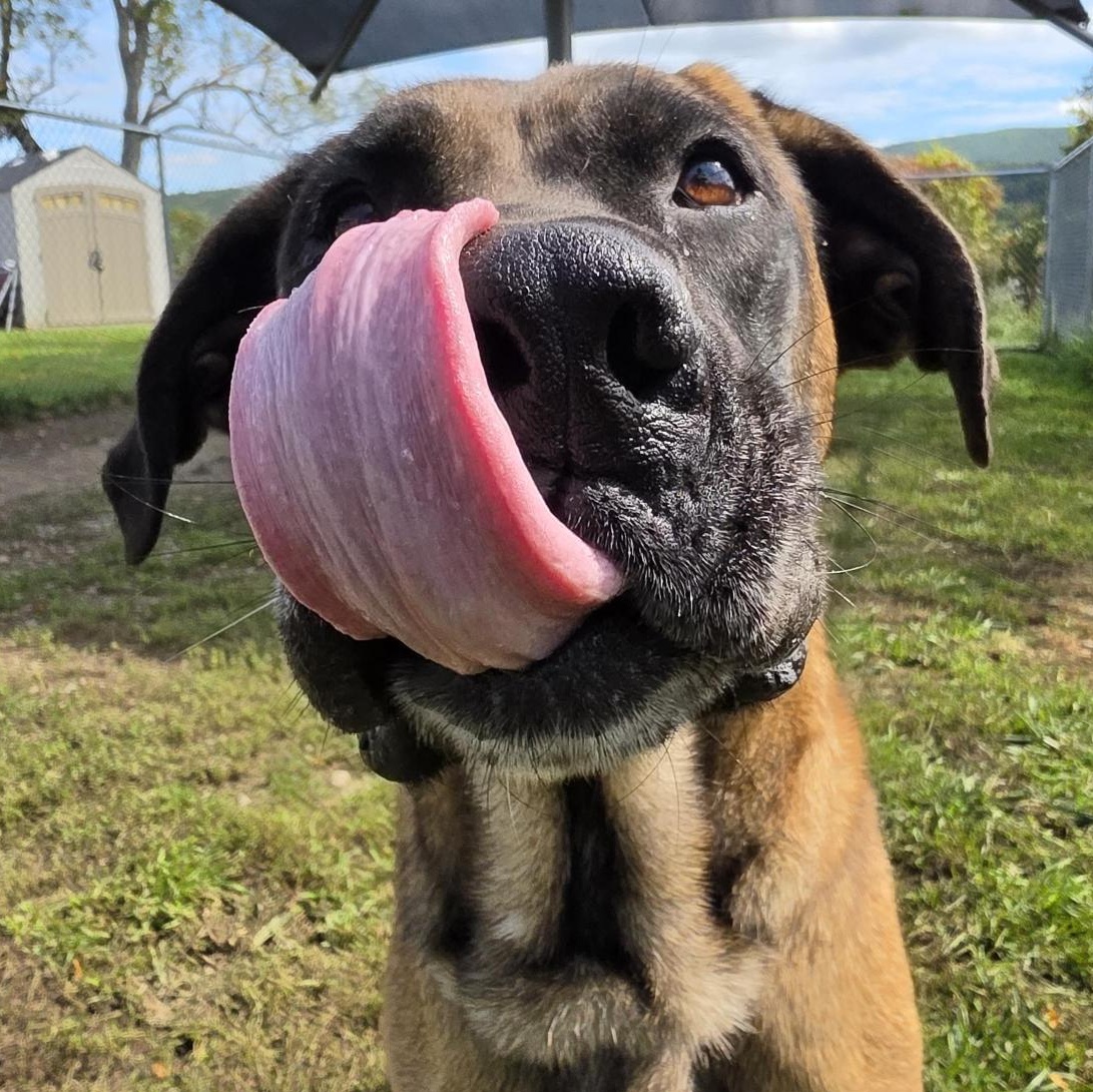 Enlarge Ripp, a Adoptable Mixed Breed in Cooperstown, NY image 2/3