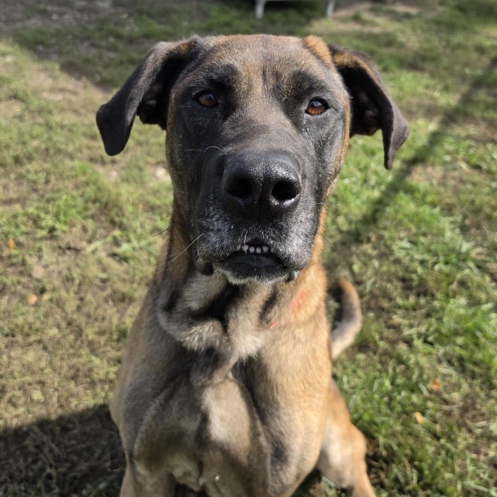 Enlarge Ripp, a Adoptable Mixed Breed in Cooperstown, NY image 1/3