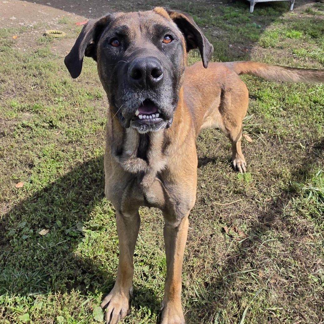 Enlarge Ripp, a Adoptable Mixed Breed in Cooperstown, NY image 3/3