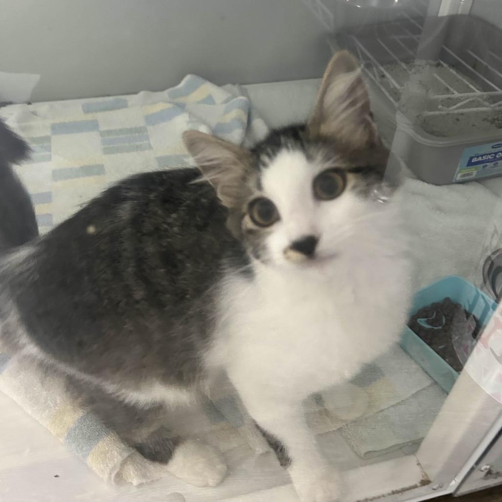 Emma Frost, Adoptable, Young Female Domestic Medium Hair.