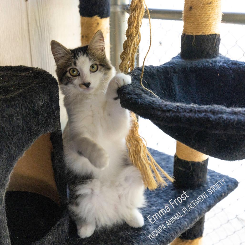 Emma Frost, a Adoptable Domestic Medium Hair in Yucaipa, CA image 2/3