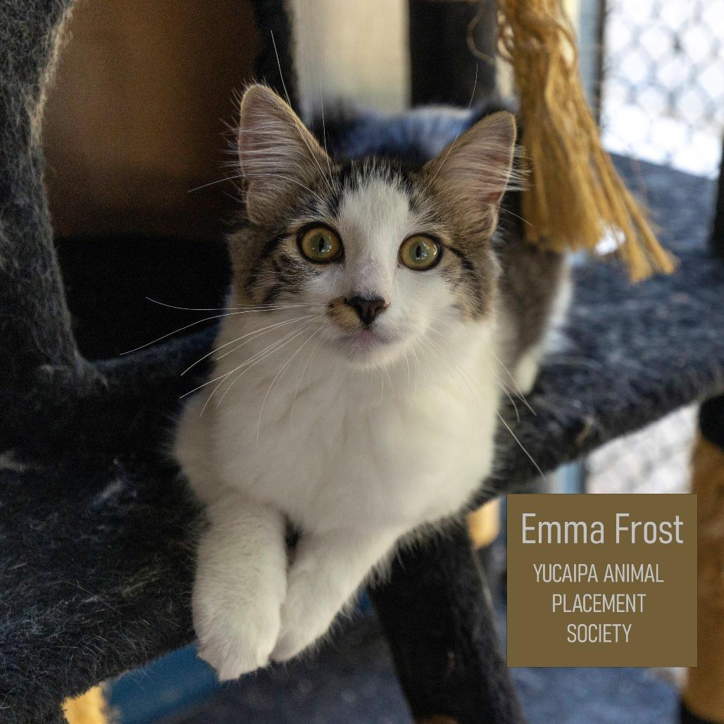 Emma Frost, a Adoptable Domestic Medium Hair in Yucaipa, CA image 3/3