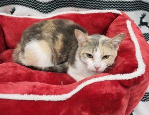 Twinkle, ADOPTABLE, Adult Female Domestic Short Hair & Dilute Calico.