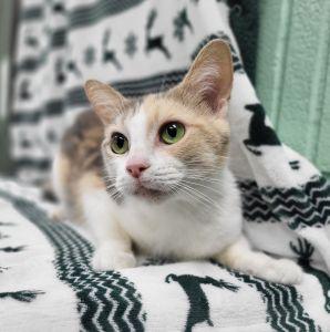 Enlarge Twinkle, a ADOPTABLE mixed breed in Bucyrus, OH image 2/3