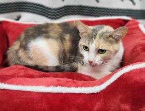 Enlarge Twinkle, a ADOPTABLE mixed breed in Bucyrus, OH image 3/3