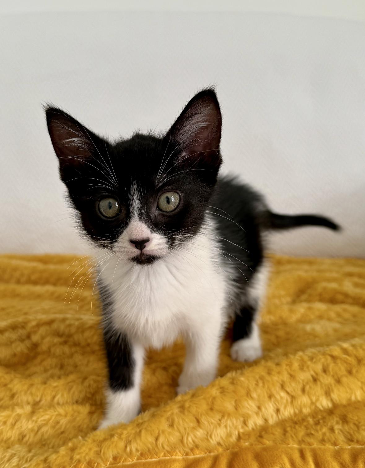 Enlarge Wanda and Cosmo, a Adoptable Domestic Short Hair in Denver, CO image 2/6