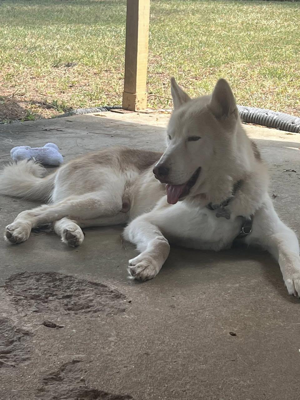 Zodiac, a Adoptable Husky in Memphis, TN image 2/6
