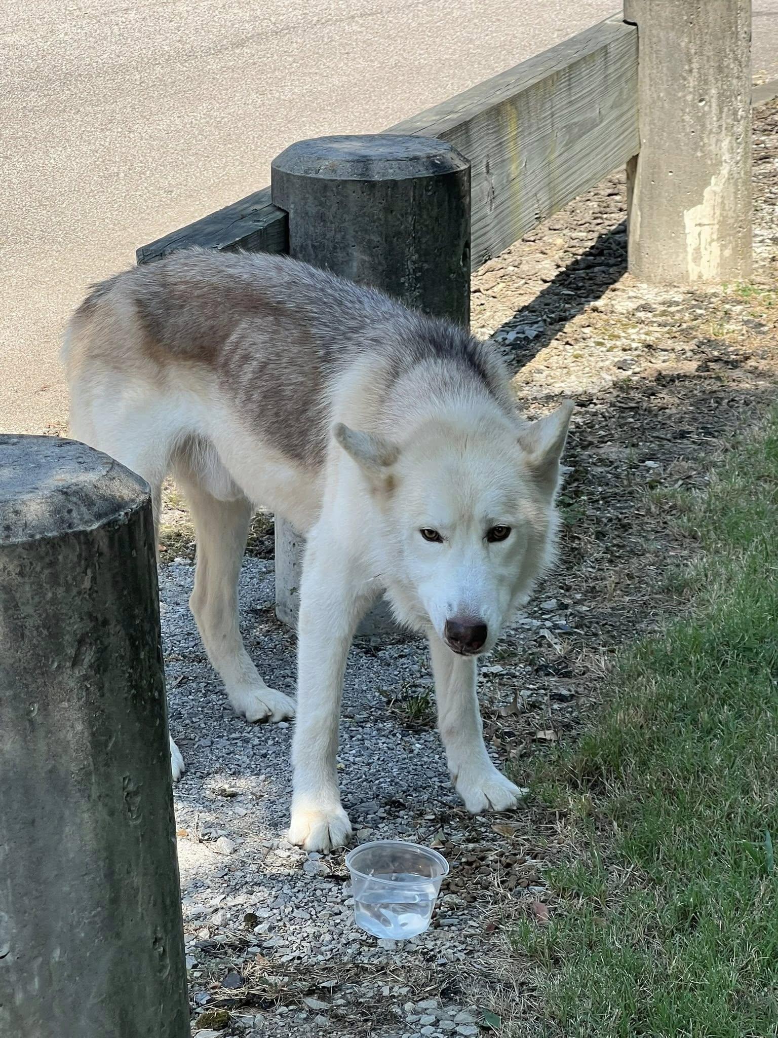 Zodiac, a Adoptable Husky in Memphis, TN image 6/6