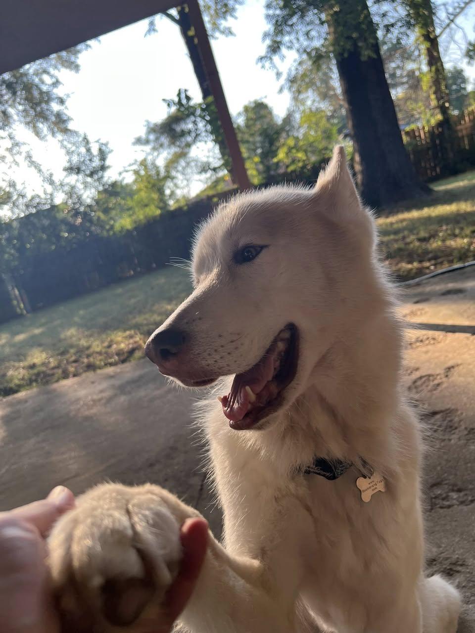 Zodiac, a Adoptable Husky in Memphis, TN image 3/6