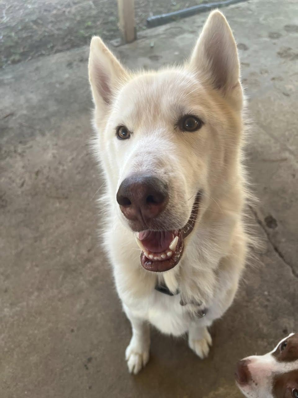 Zodiac, a Adoptable Husky in Memphis, TN image 1/6