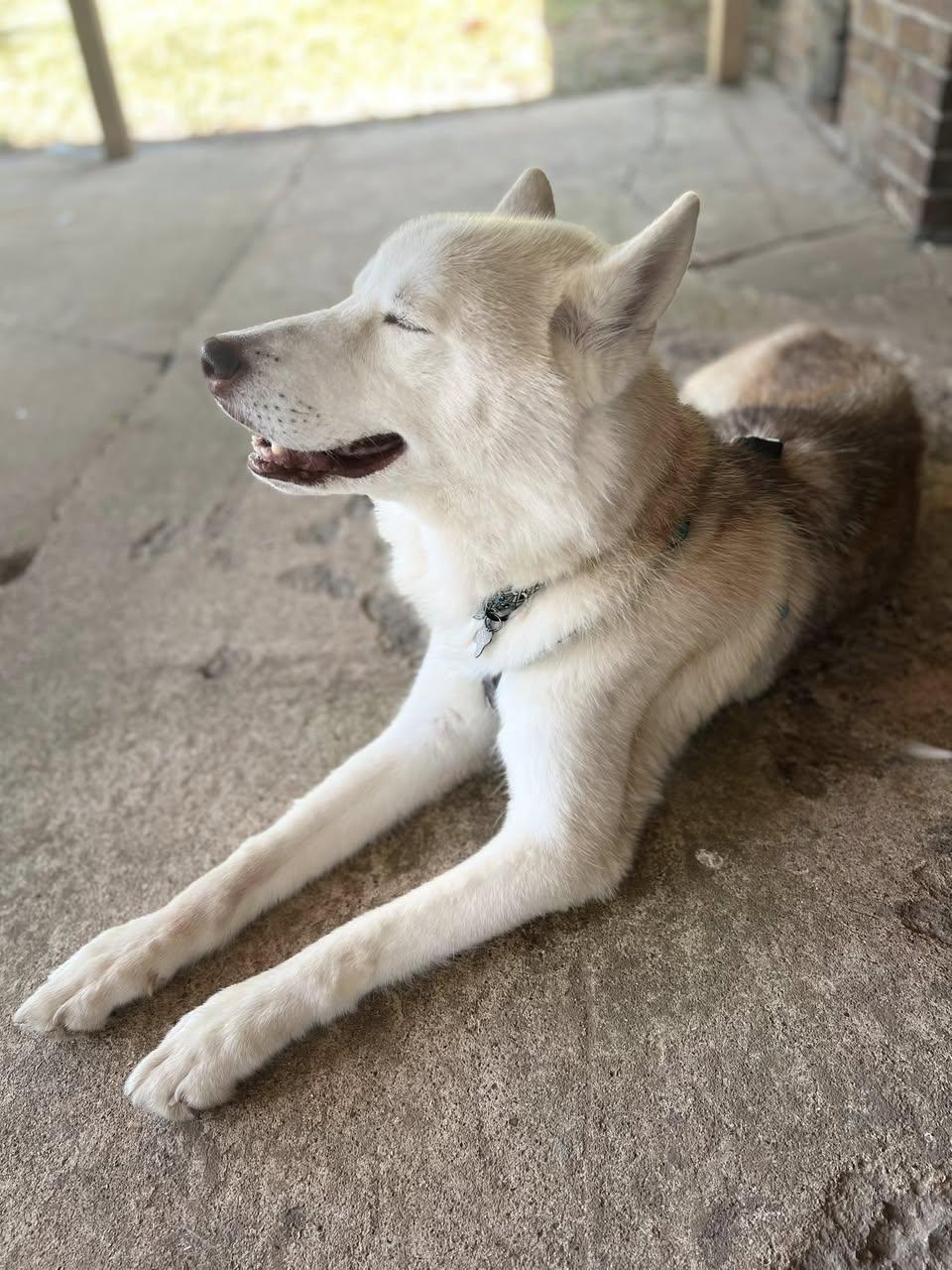 Zodiac, a Adoptable Husky in Memphis, TN image 4/6