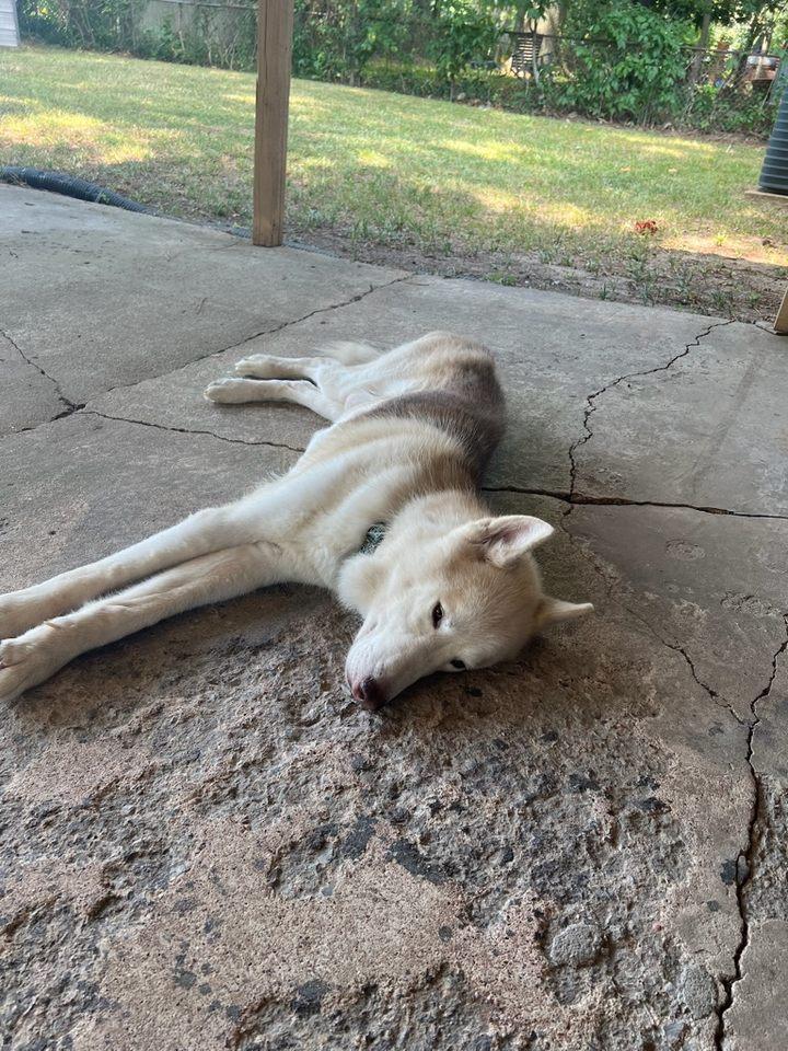Zodiac, a Adoptable Husky in Memphis, TN image 5/6