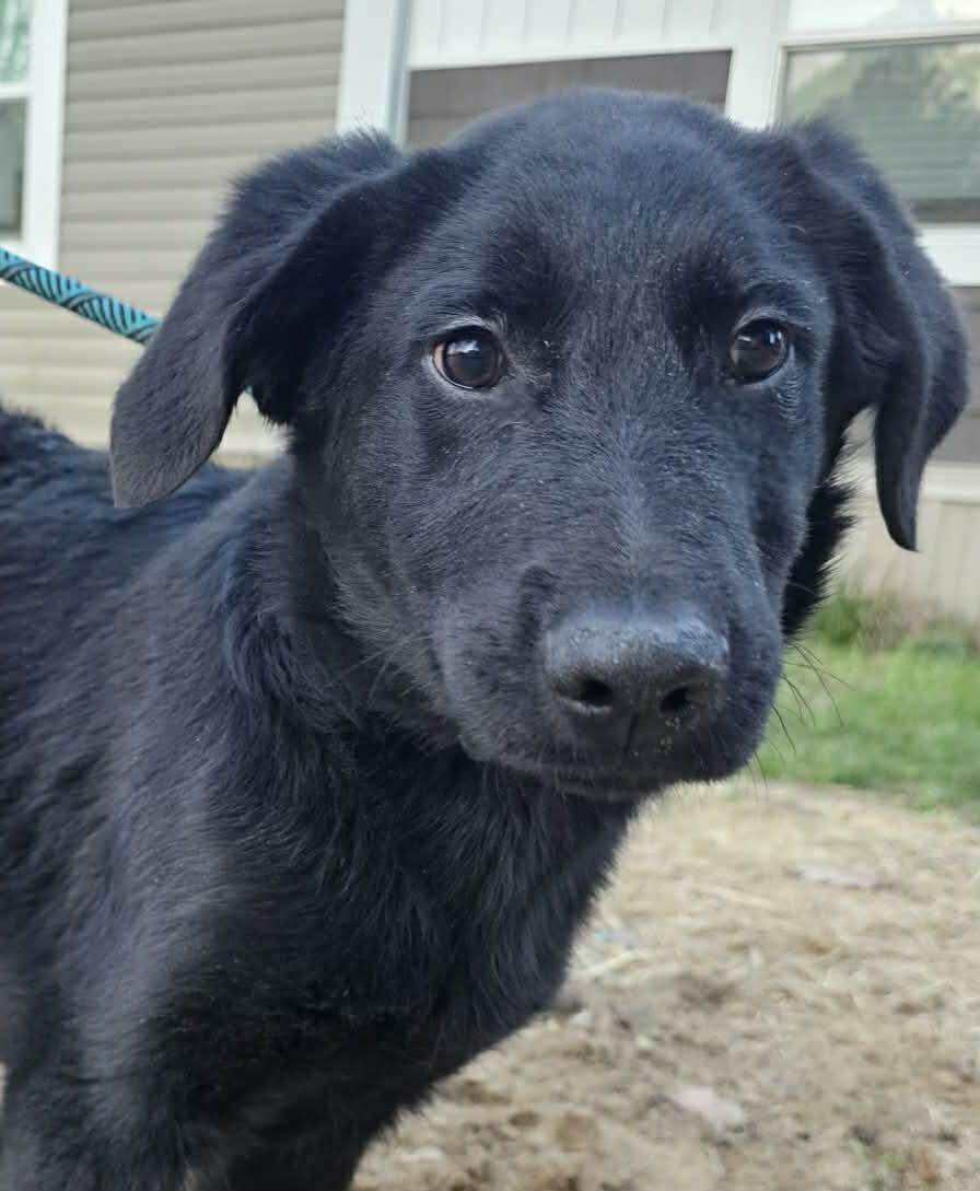 Dylan, ADOPTABLE, Young Male Black Labrador Retriever.