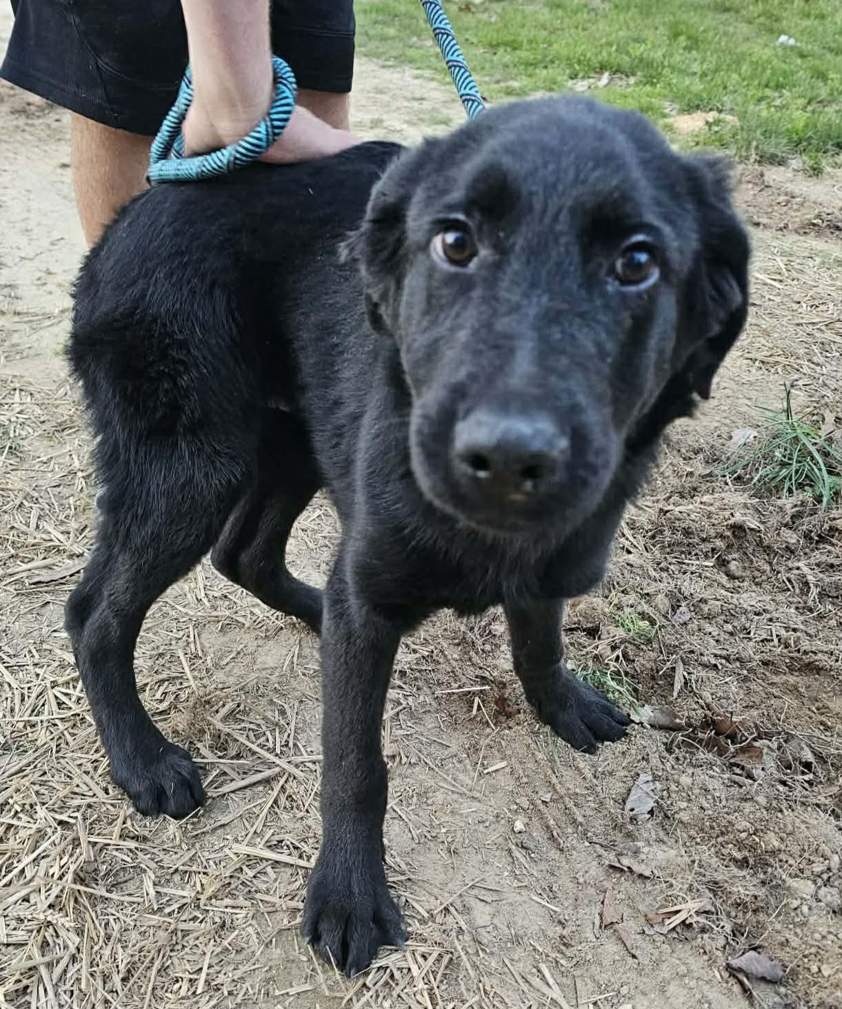 Enlarge Dylan, a ADOPTABLE Black Labrador Retriever in Fort Payne, AL image 5/5
