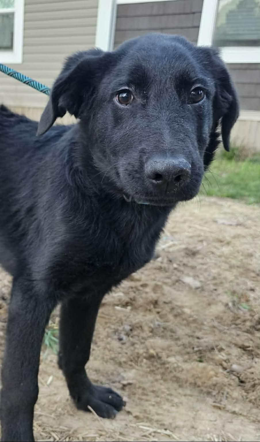 Enlarge Dylan, a ADOPTABLE Black Labrador Retriever in Fort Payne, AL image 4/5