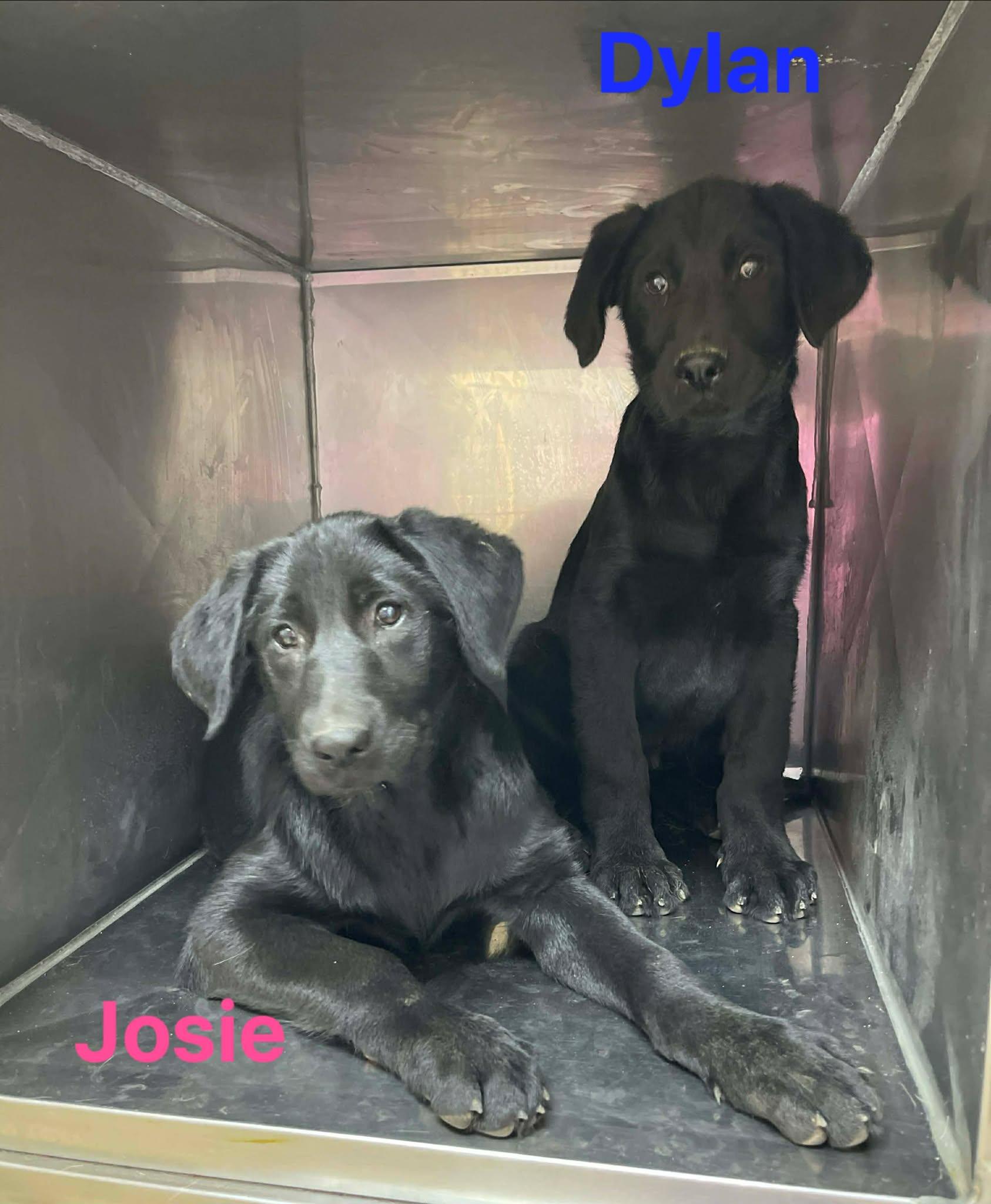 Enlarge Dylan, a ADOPTABLE Black Labrador Retriever in Fort Payne, AL image 2/5
