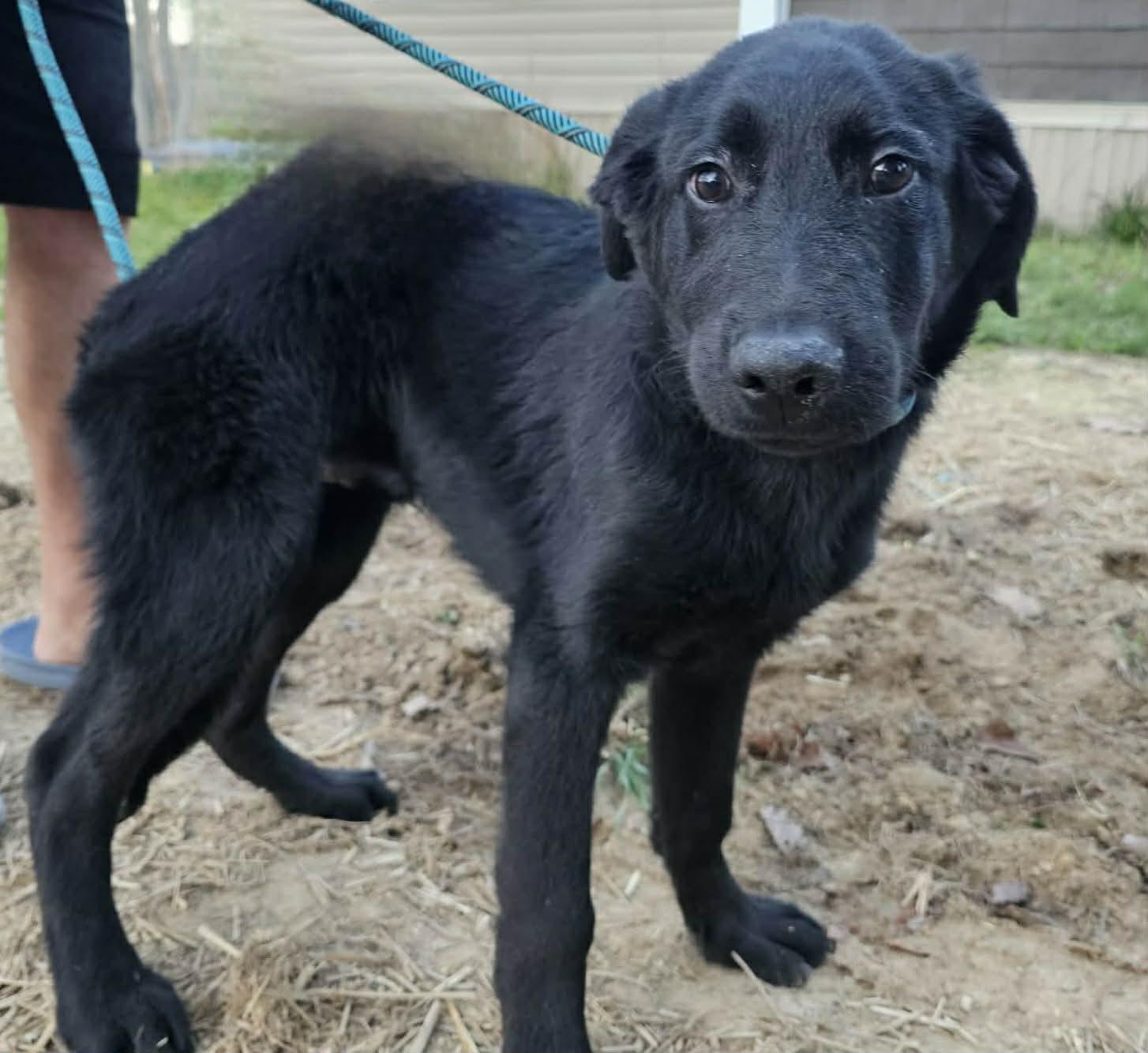 Enlarge Dylan, a ADOPTABLE Black Labrador Retriever in Fort Payne, AL image 3/5