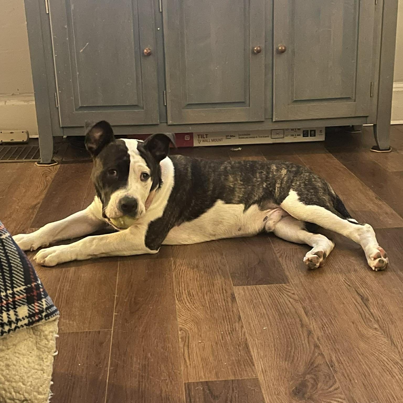 Denny Milo, a Adoptable mixed breed in Rochester, NY image 2/6