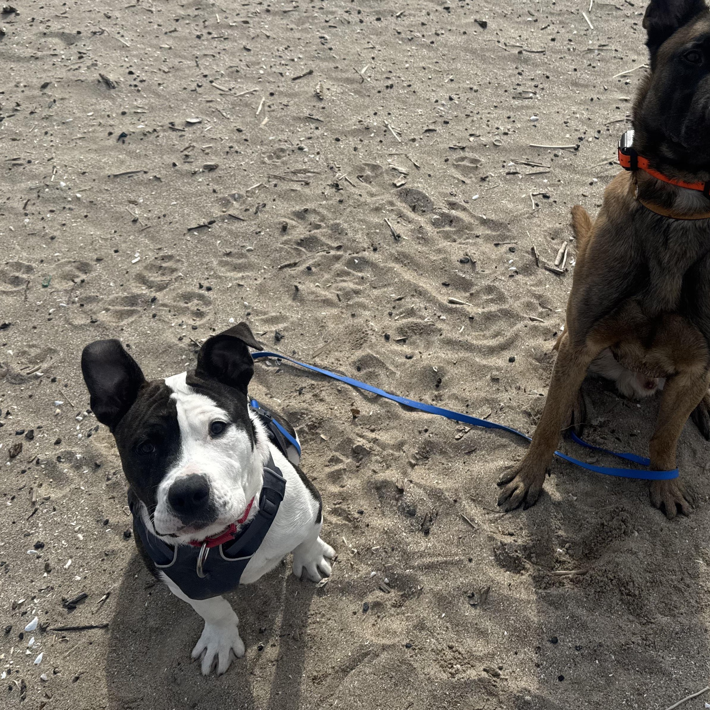 Denny Milo, a Adoptable mixed breed in Rochester, NY image 4/6