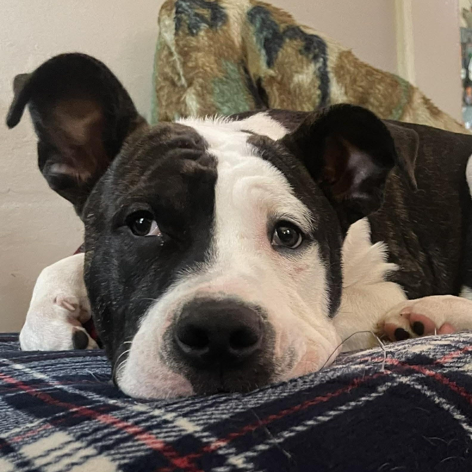 Denny Milo, Adoptable, Puppy Male Pit Bull Terrier & Retriever.