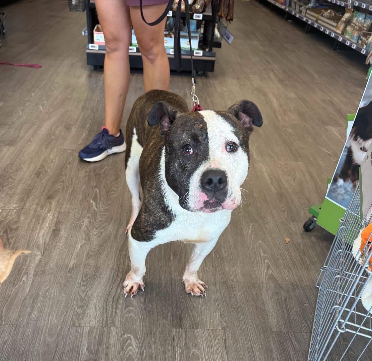 Denny Milo, a Adoptable mixed breed in Rochester, NY image 6/6