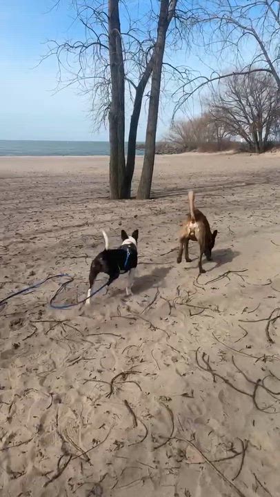 Enlarge Denny Milo, a Adoptable mixed breed in Rochester, NY video 5/6