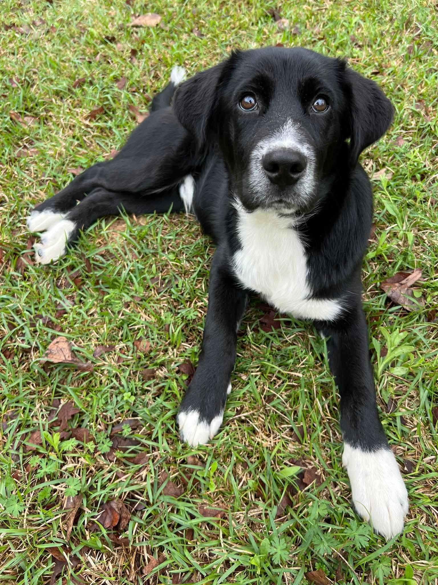 Enlarge Mozzarella, a Adoptable mixed breed in New Baltimore, MI image 1/1