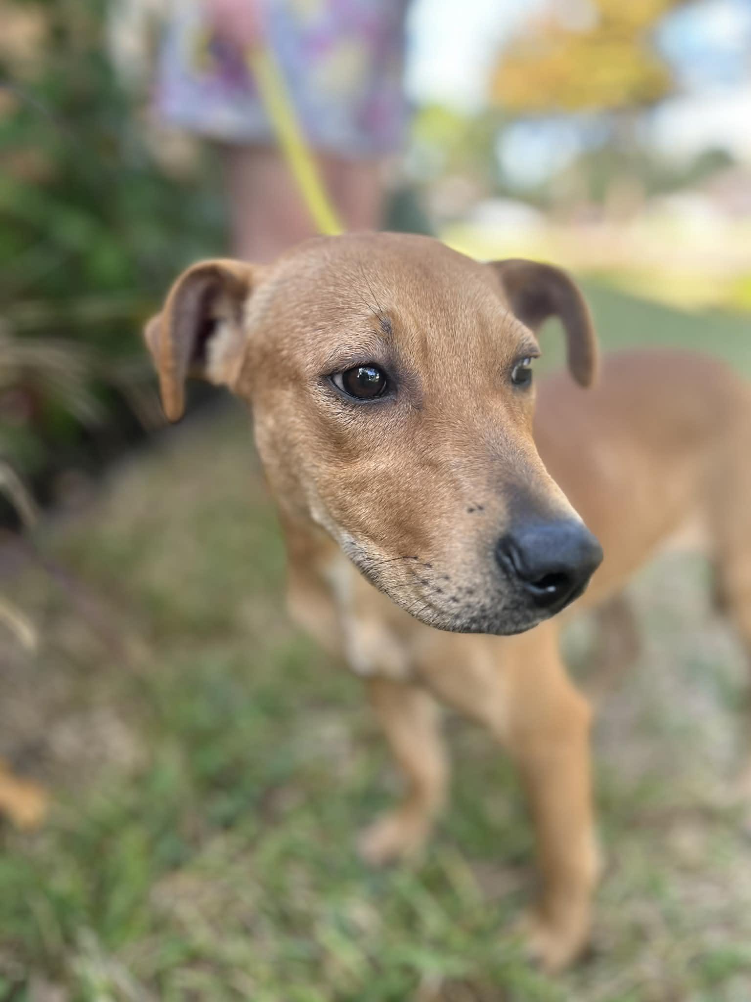 Pumpkin, adopted, Puppy Female Labrador Retriever.