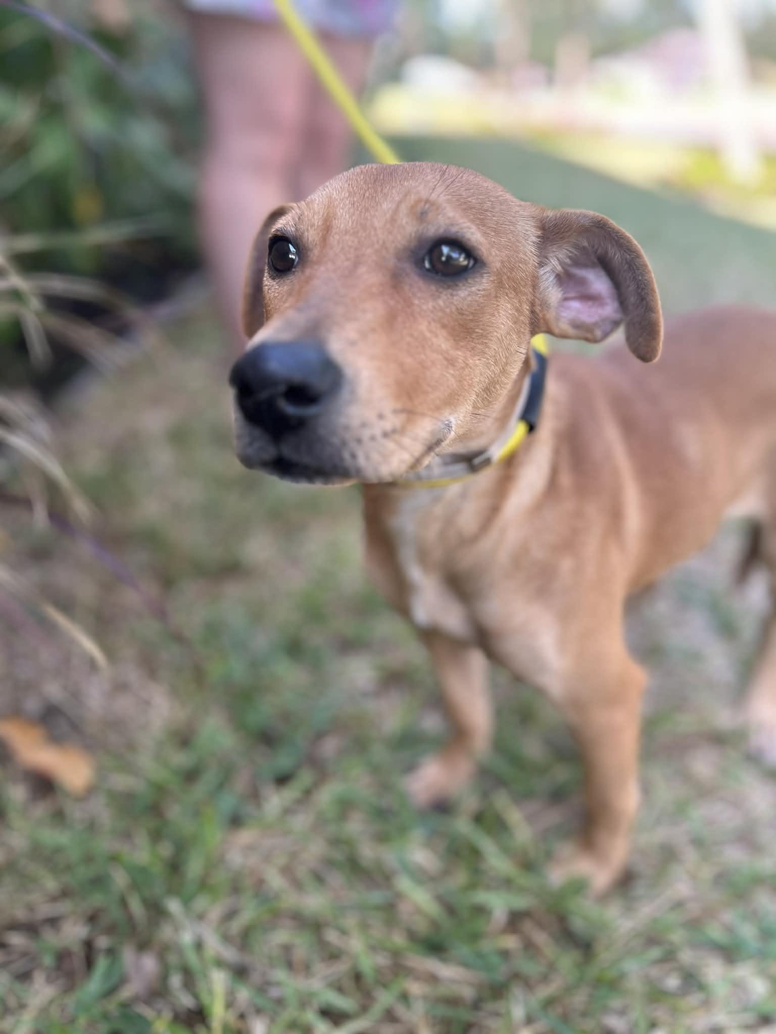 Enlarge Pumpkin, an adopted mixed breed in Marlborough, MA image 2/6