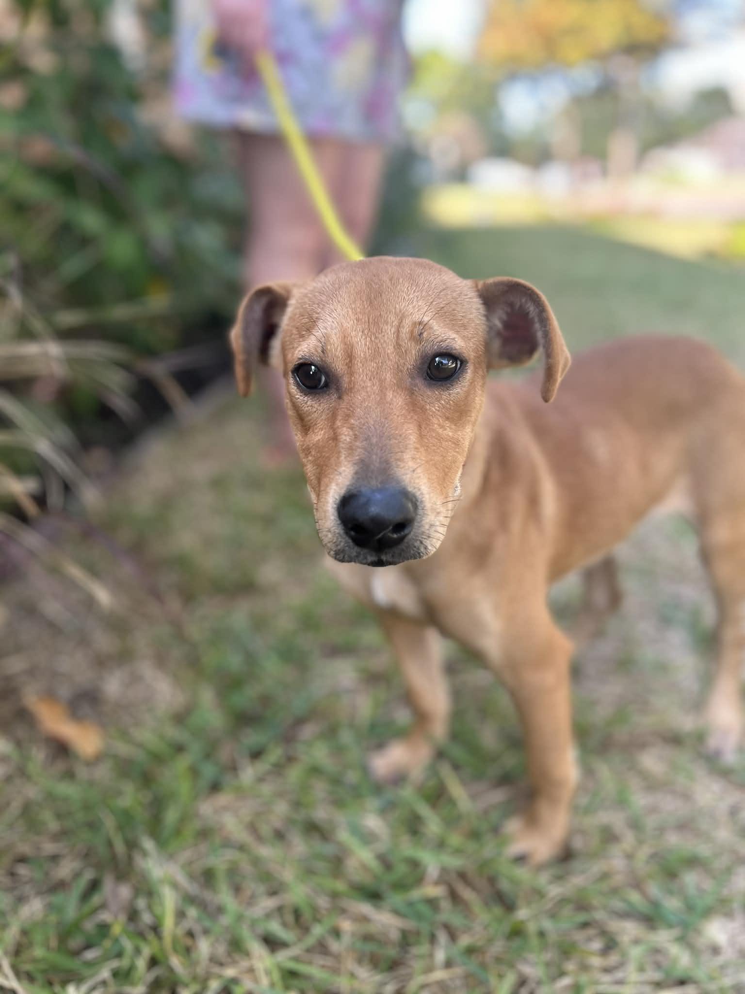 Enlarge Pumpkin, an adopted mixed breed in Marlborough, MA image 3/6