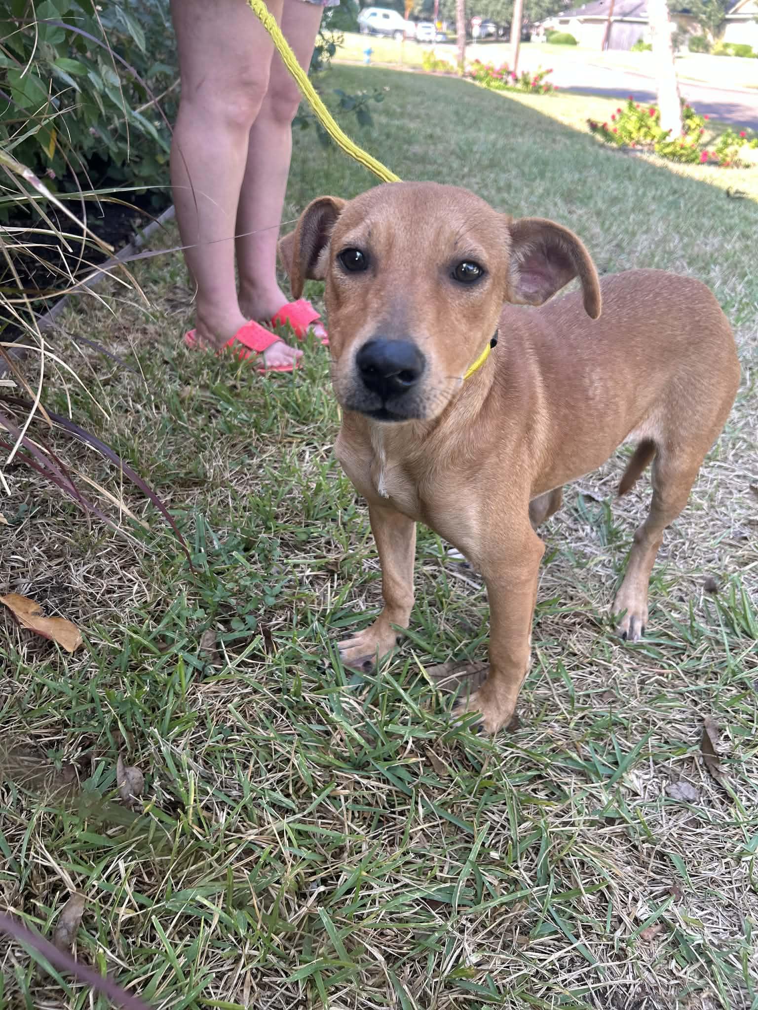 Enlarge Pumpkin, an adopted mixed breed in Marlborough, MA image 4/6