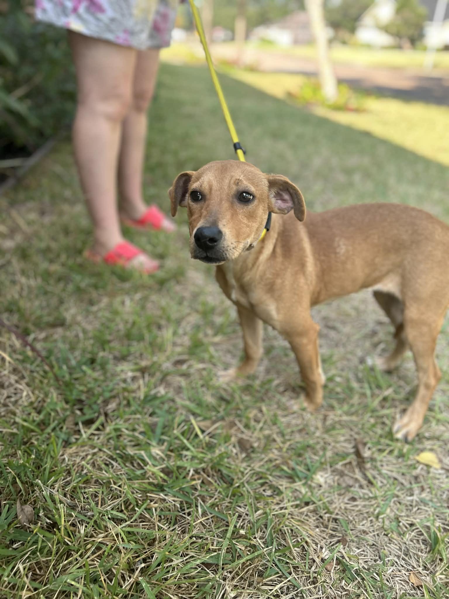 Enlarge Pumpkin, an adopted mixed breed in Marlborough, MA image 5/6
