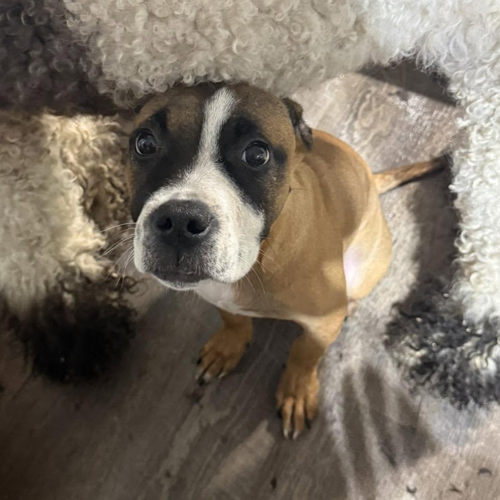 Lexi, ADOPTABLE, Puppy Female Boxer & Pit Bull Terrier.