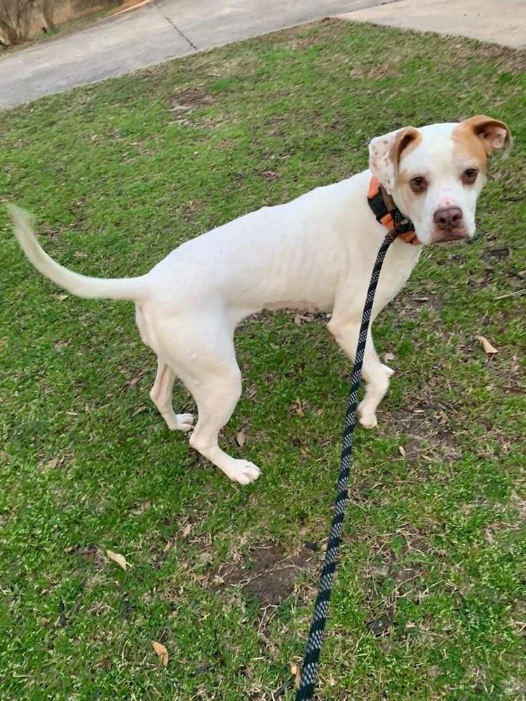 Georgia, Adoptable, Adult Female American Bulldog.