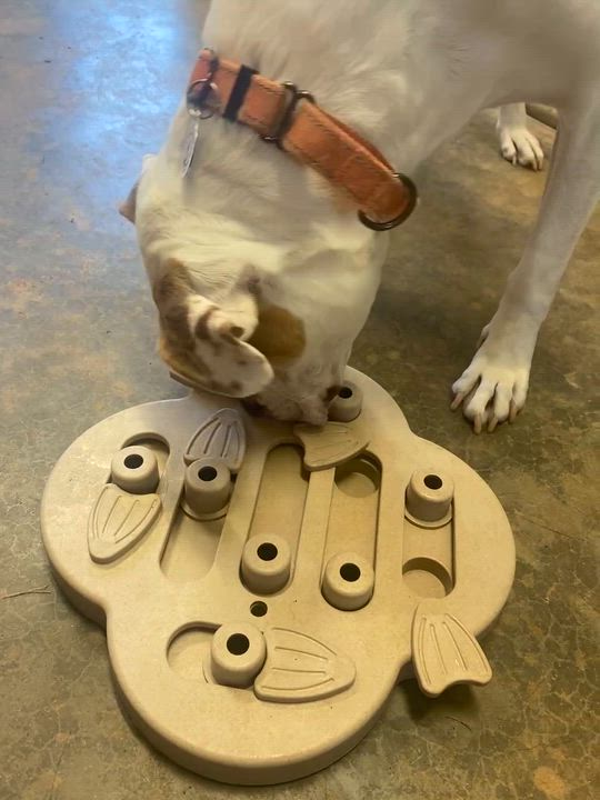 Enlarge Georgia, a Adoptable mixed breed in Hartwell, GA video 3/3