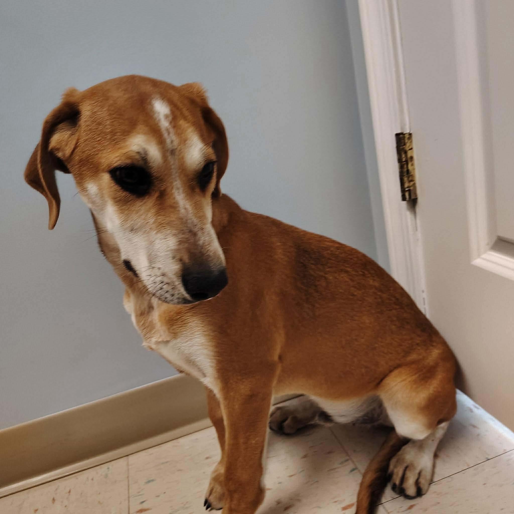 Enlarge Jennings, a ADOPTABLE mixed breed in Westwood, NJ image 3/3