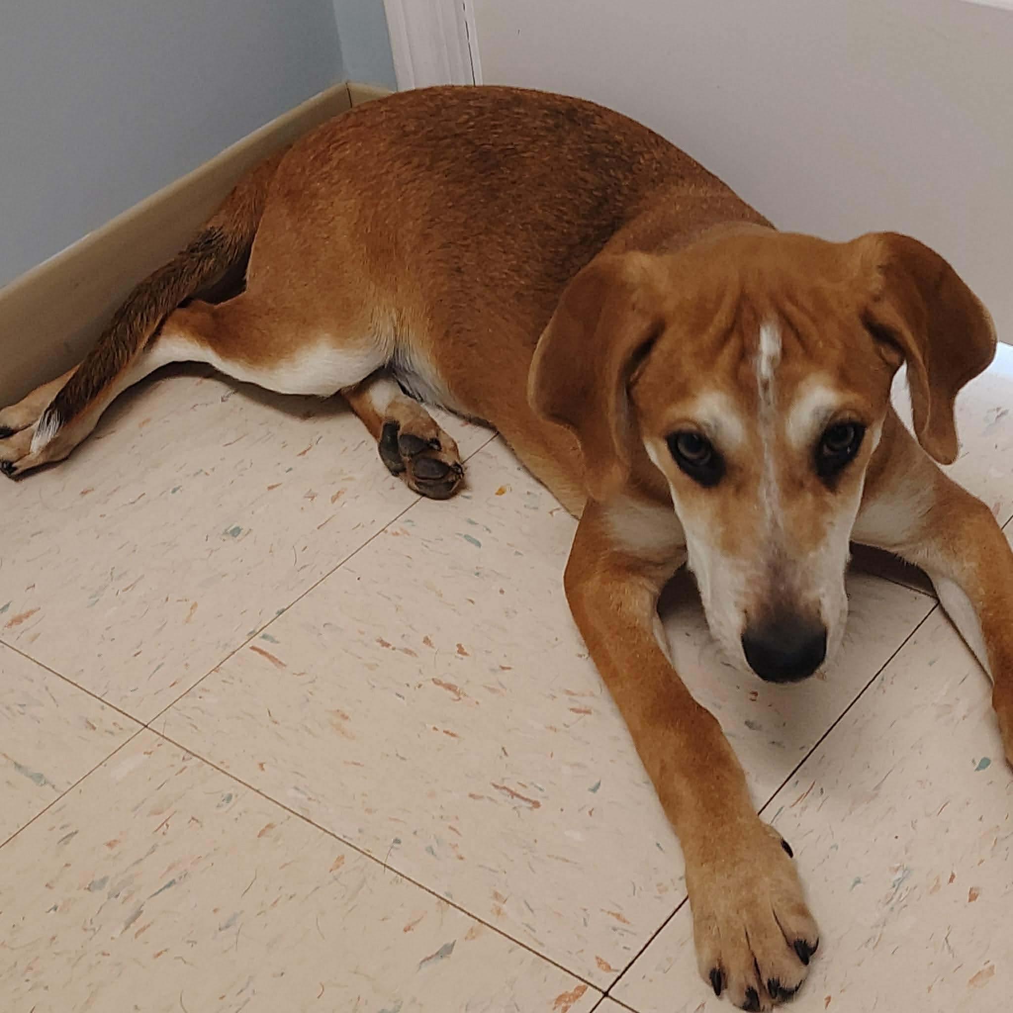 Enlarge Jennings, a ADOPTABLE mixed breed in Westwood, NJ image 2/3