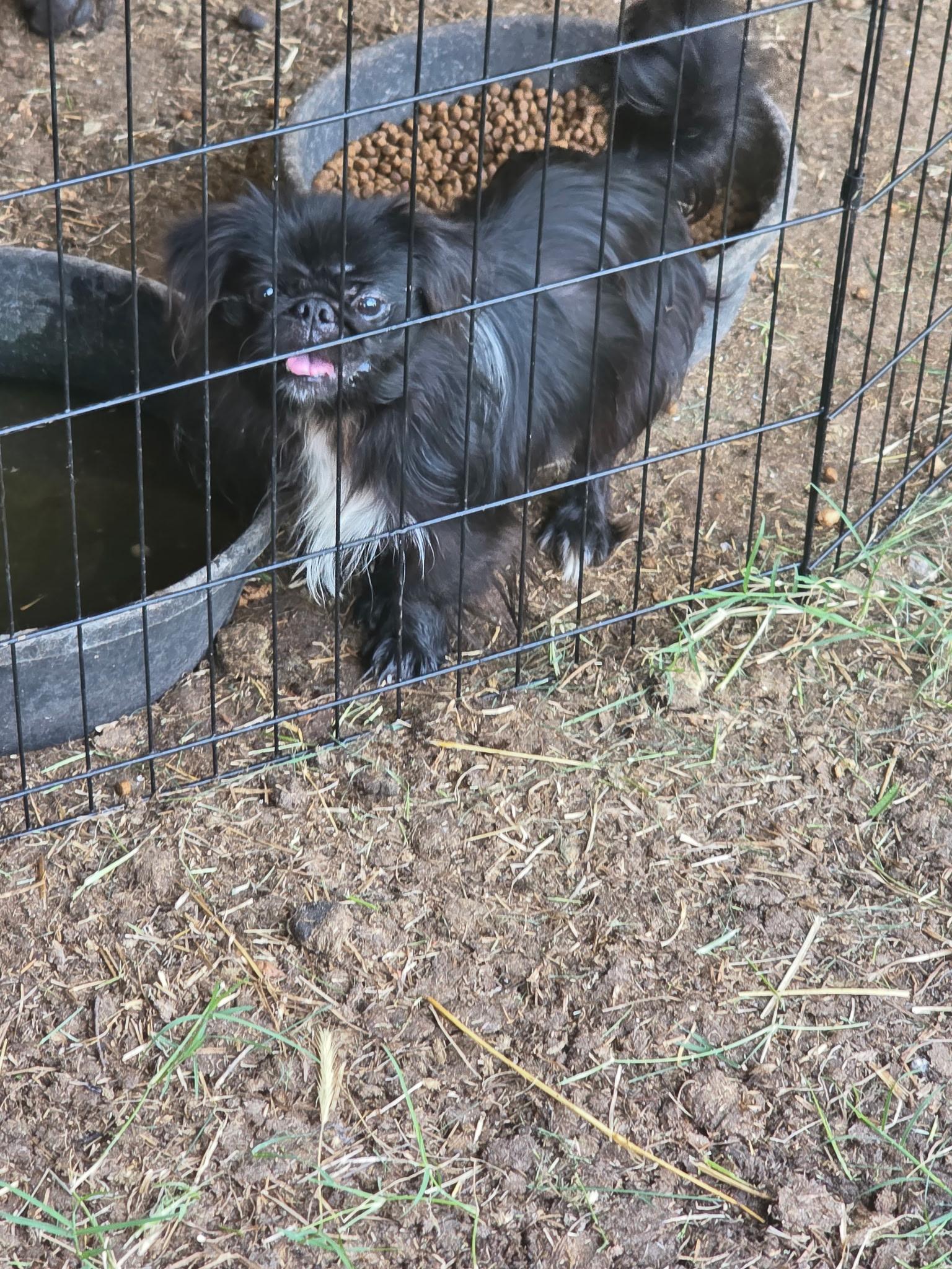 Enlarge Pepe, an adopted Pekingese in Jacksonville , NC image 1/1