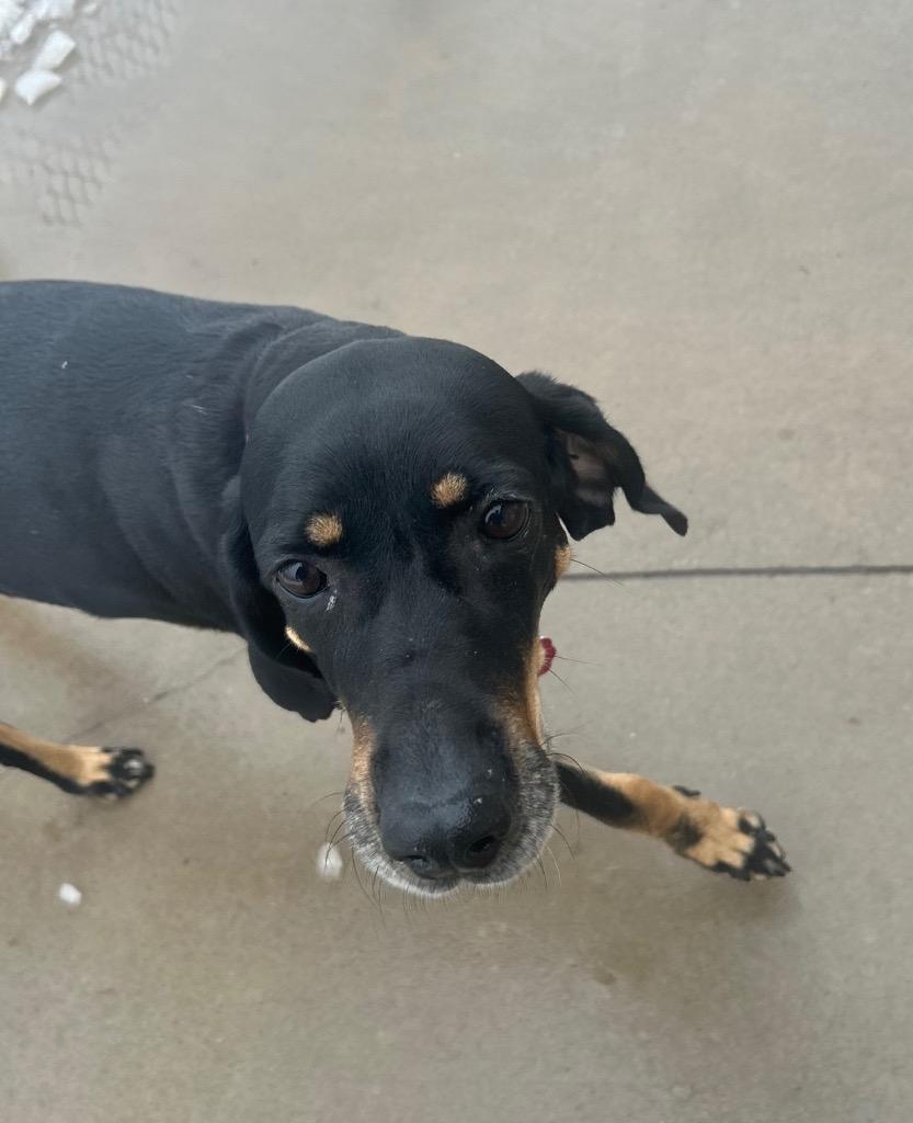 Enlarge September (Sadiee), a Adopted Hound in Spooner, WI image 1/1