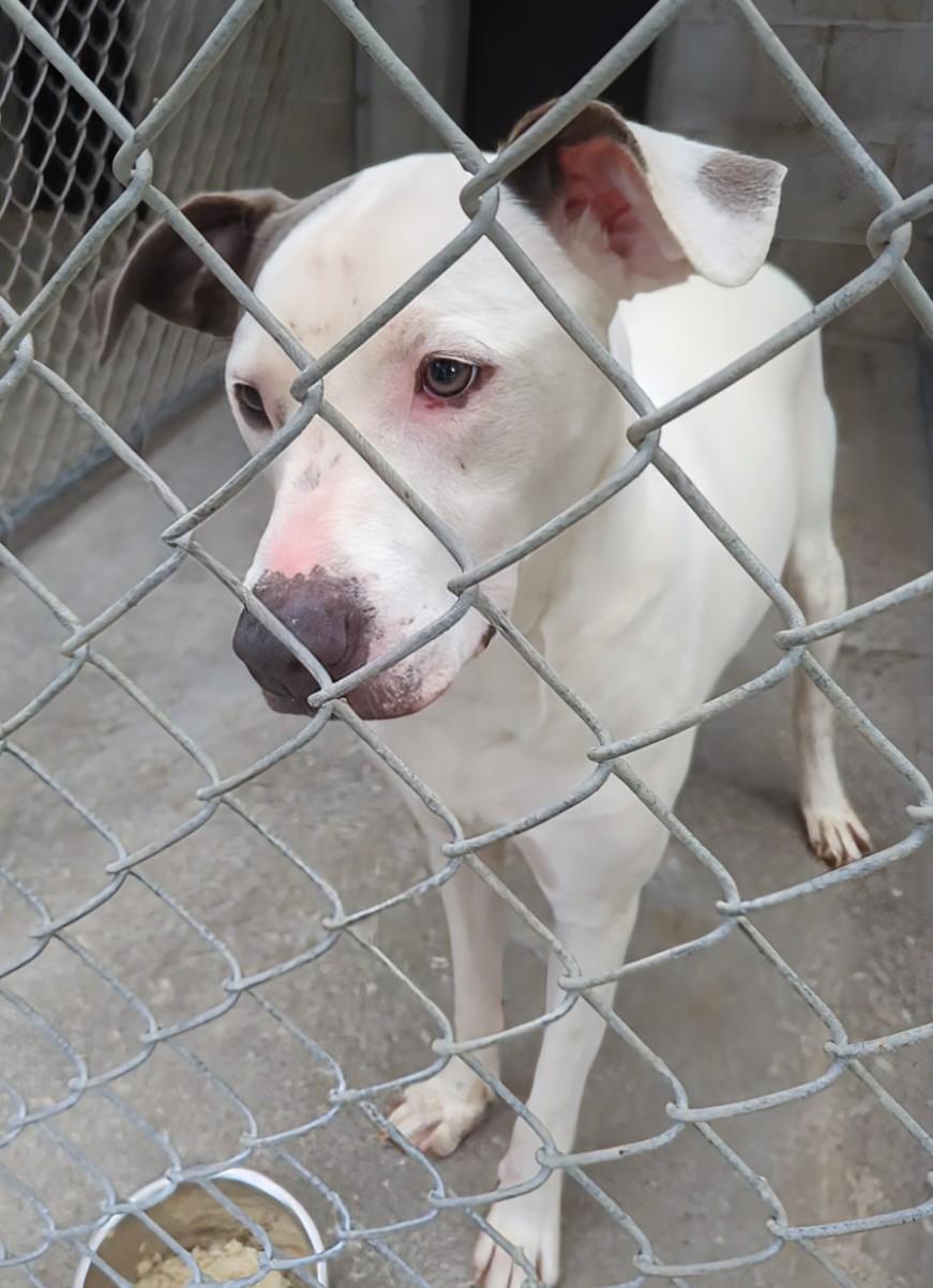 Rocco, an adoptable American Staffordshire Terrier Mix in New Windsor, NY_image-1