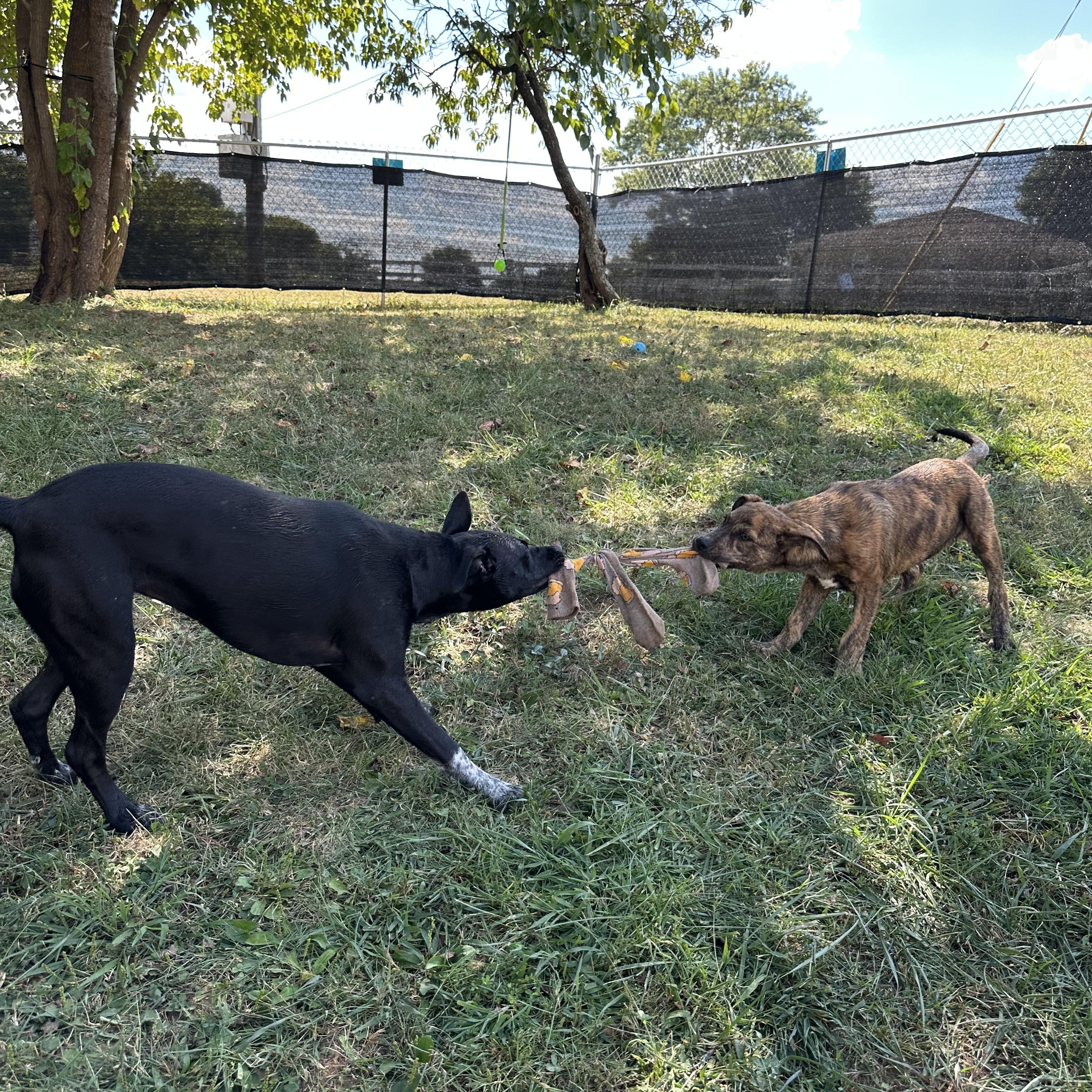 Enlarge Mimi/Lucy, a Adoptable mixed breed in Mount Juliet, TN image 4/6