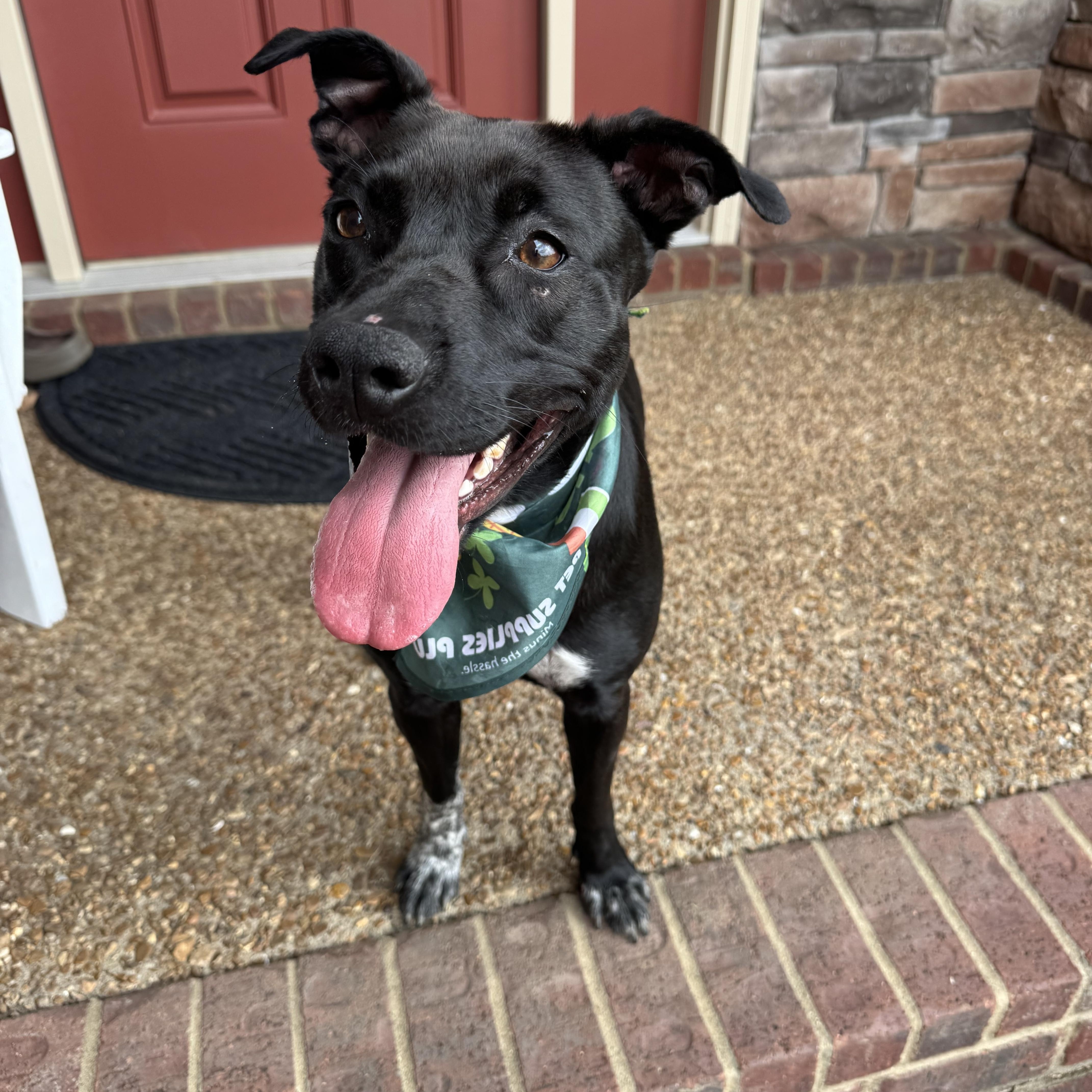 Mimi, a Adoptable mixed breed in Mount Juliet, TN image 6/6