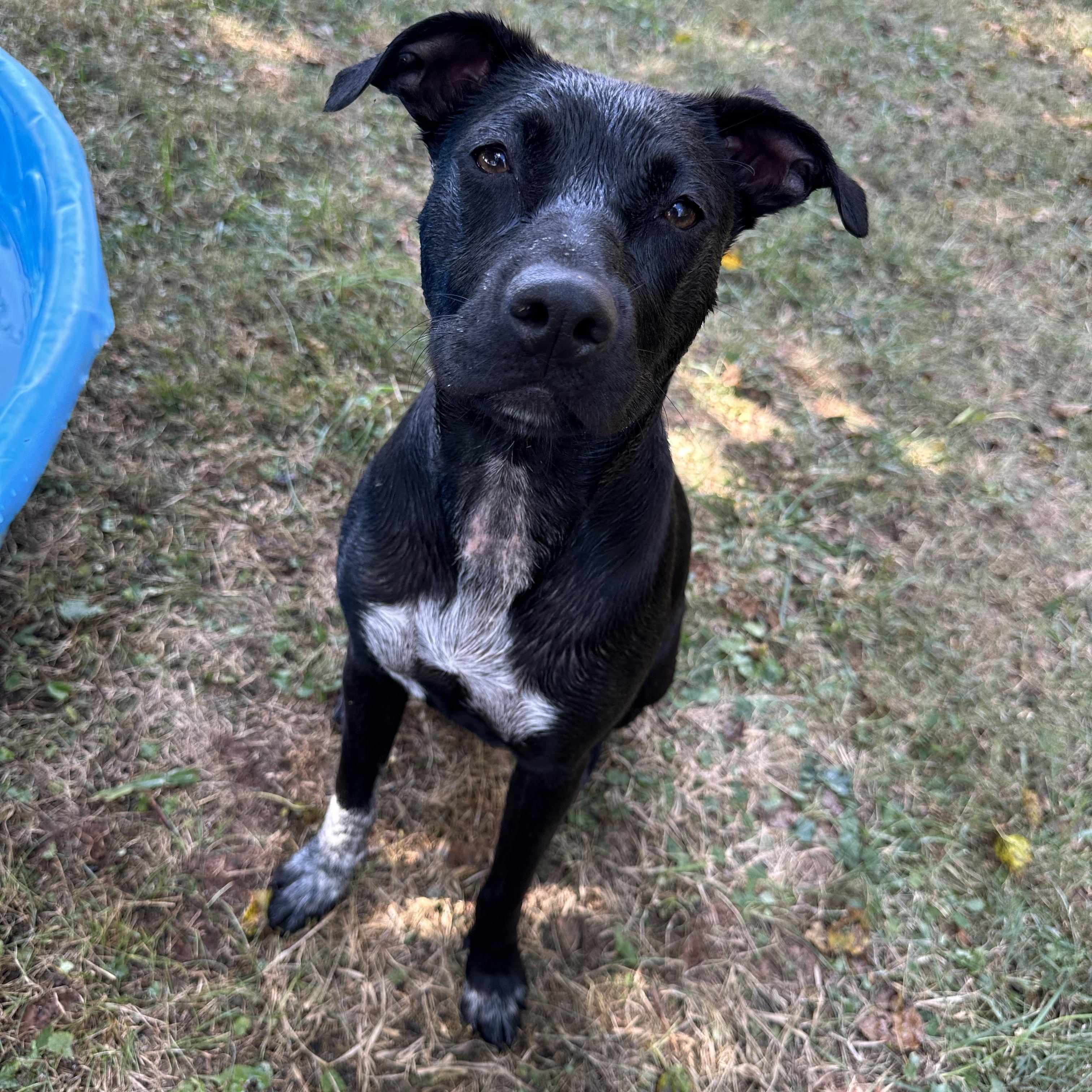 Enlarge Mimi/Lucy, a Adoptable mixed breed in Mount Juliet, TN image 1/6