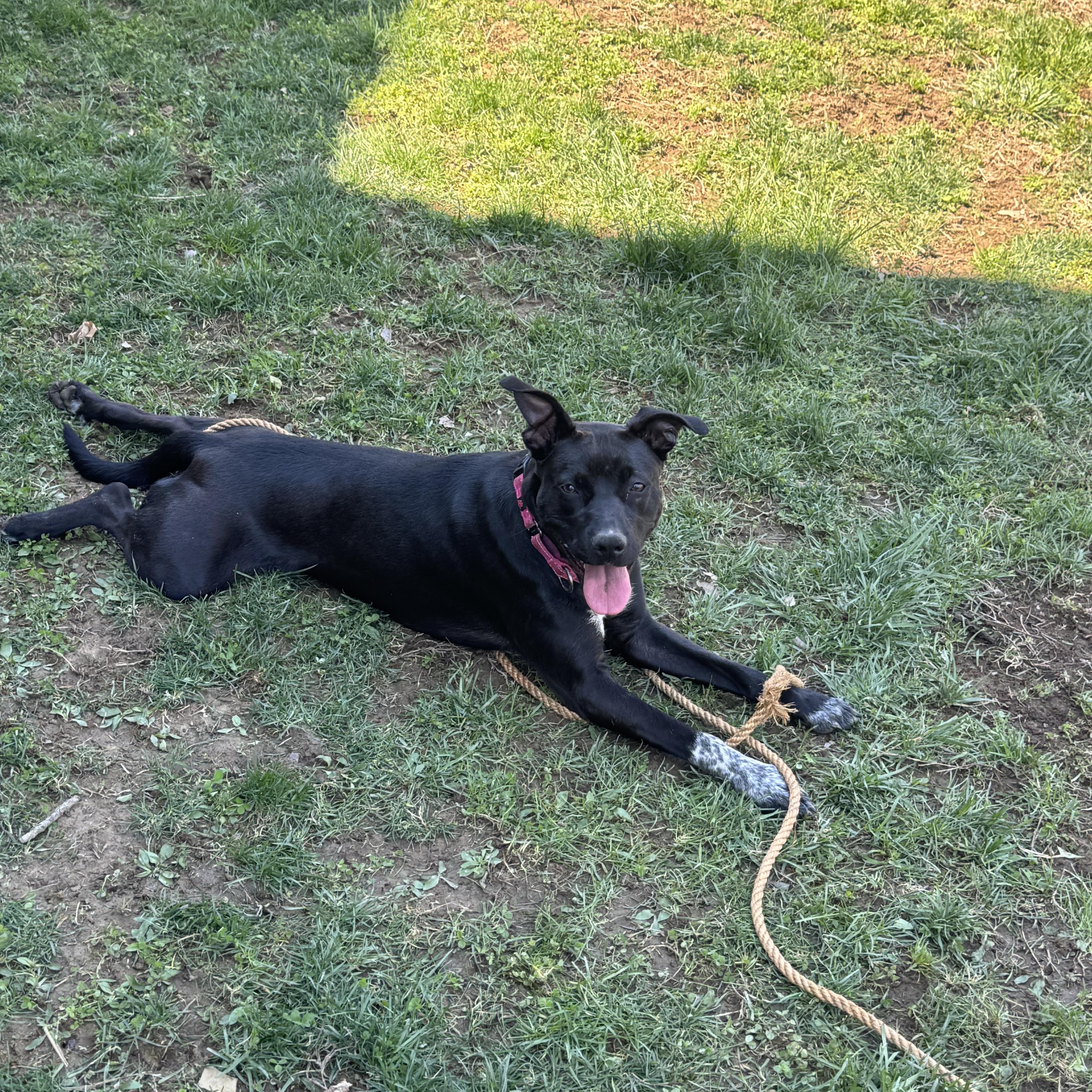 Enlarge Mimi, an adopted mixed breed in Mount Juliet, TN image 6/6