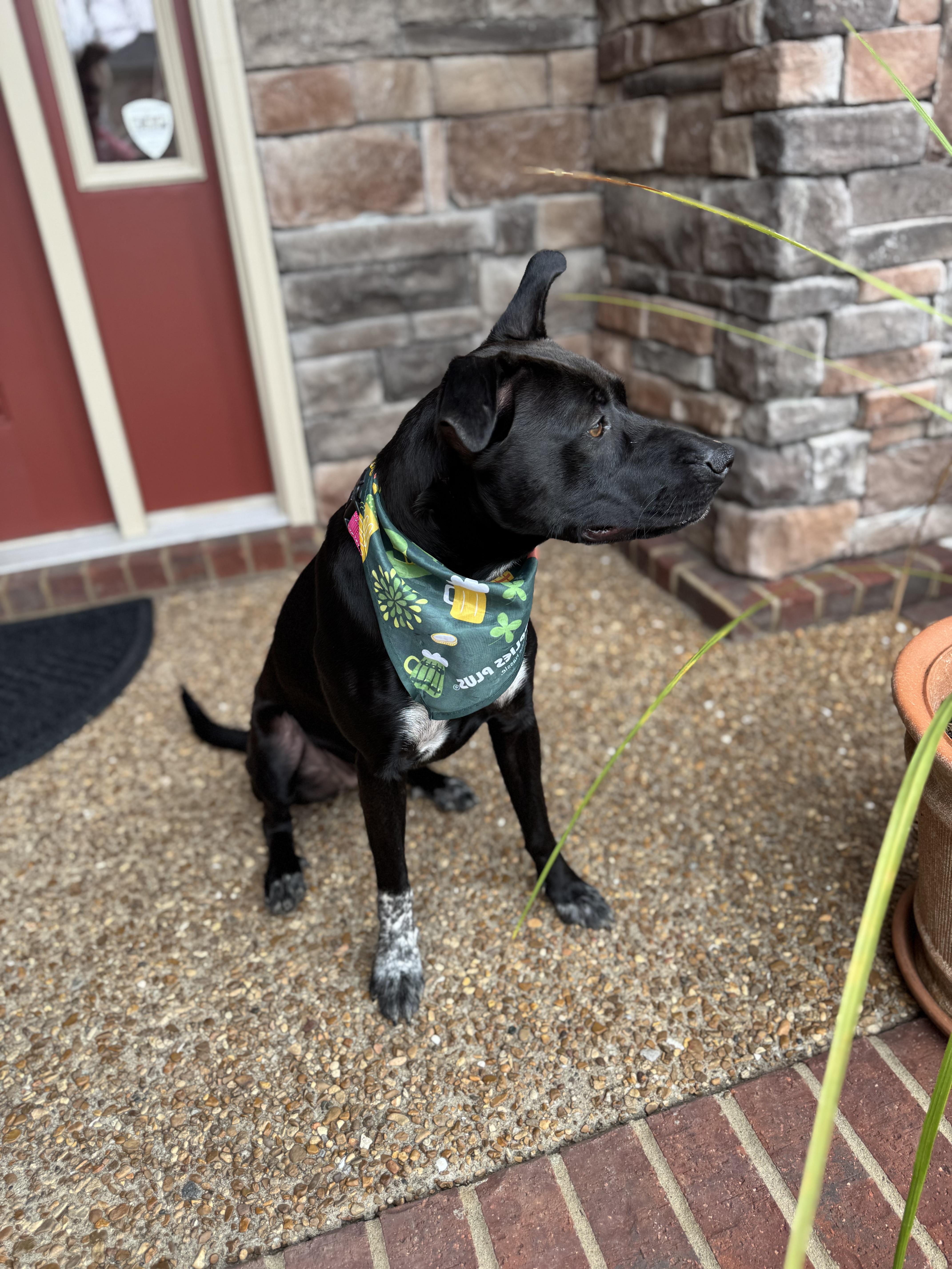 Mimi, a Adoptable mixed breed in Mount Juliet, TN image 5/6