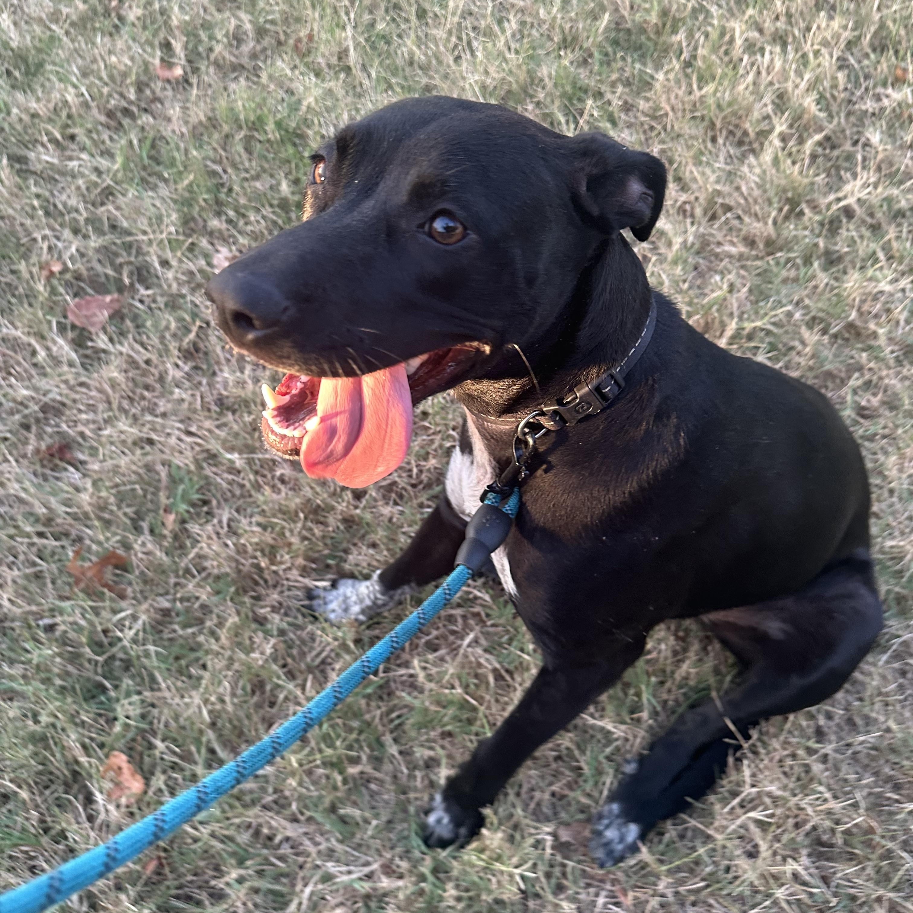 Enlarge Mimi/Lucy, a Adoptable mixed breed in Mount Juliet, TN image 5/6