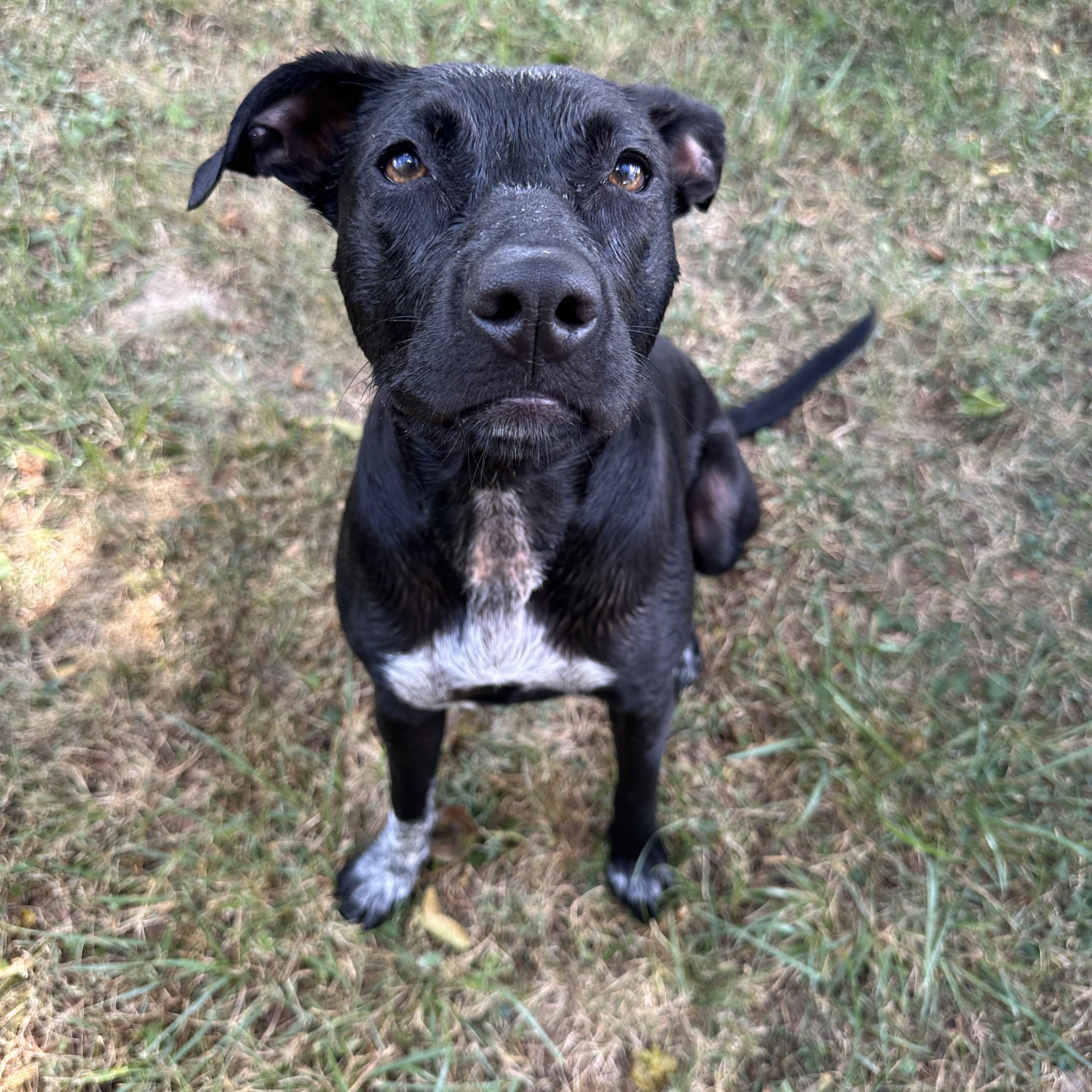 Enlarge Mimi/Lucy, a Adoptable mixed breed in Mount Juliet, TN image 2/6