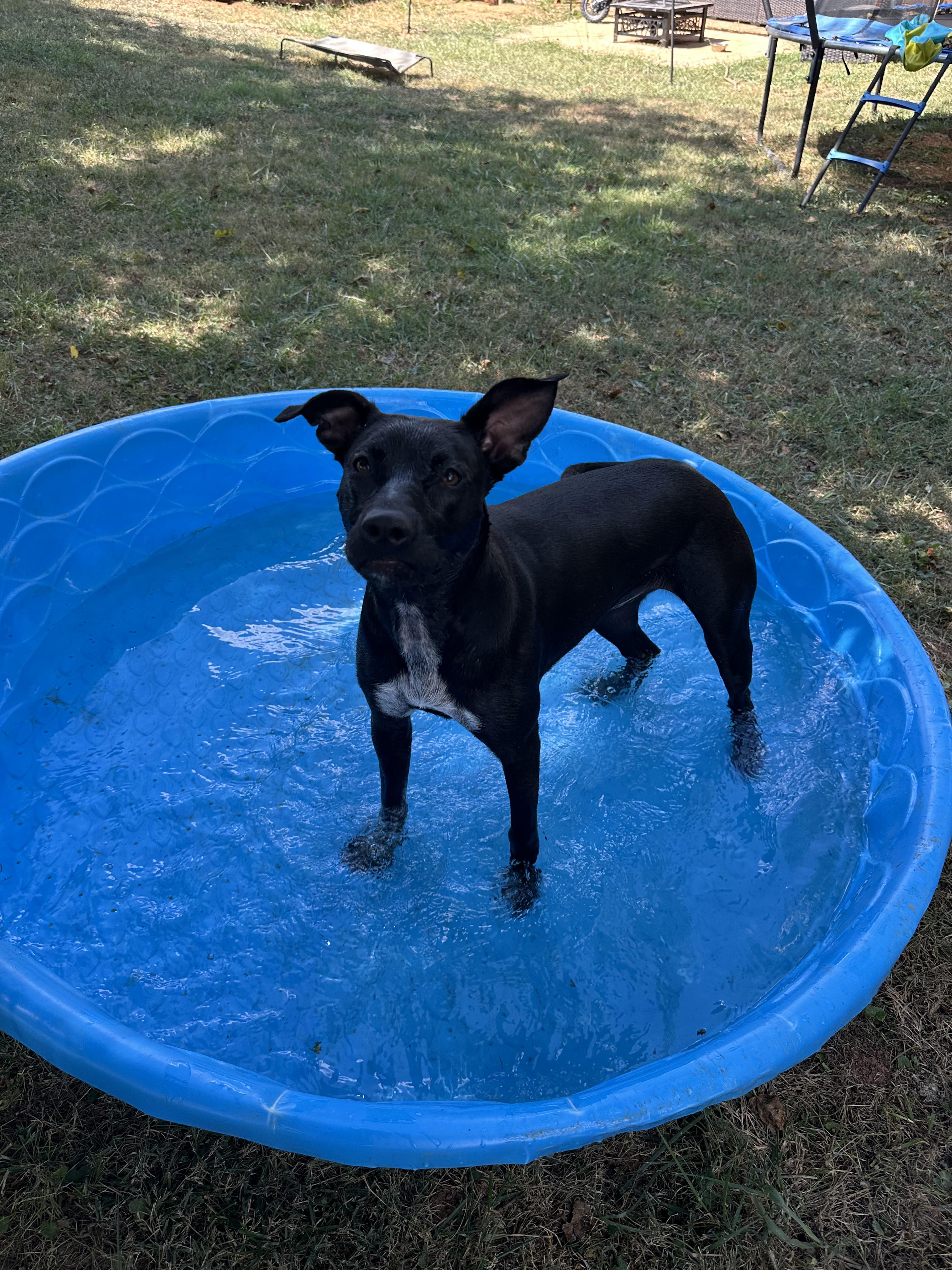 Enlarge Mimi/Lucy, a Adoptable mixed breed in Mount Juliet, TN image 6/6