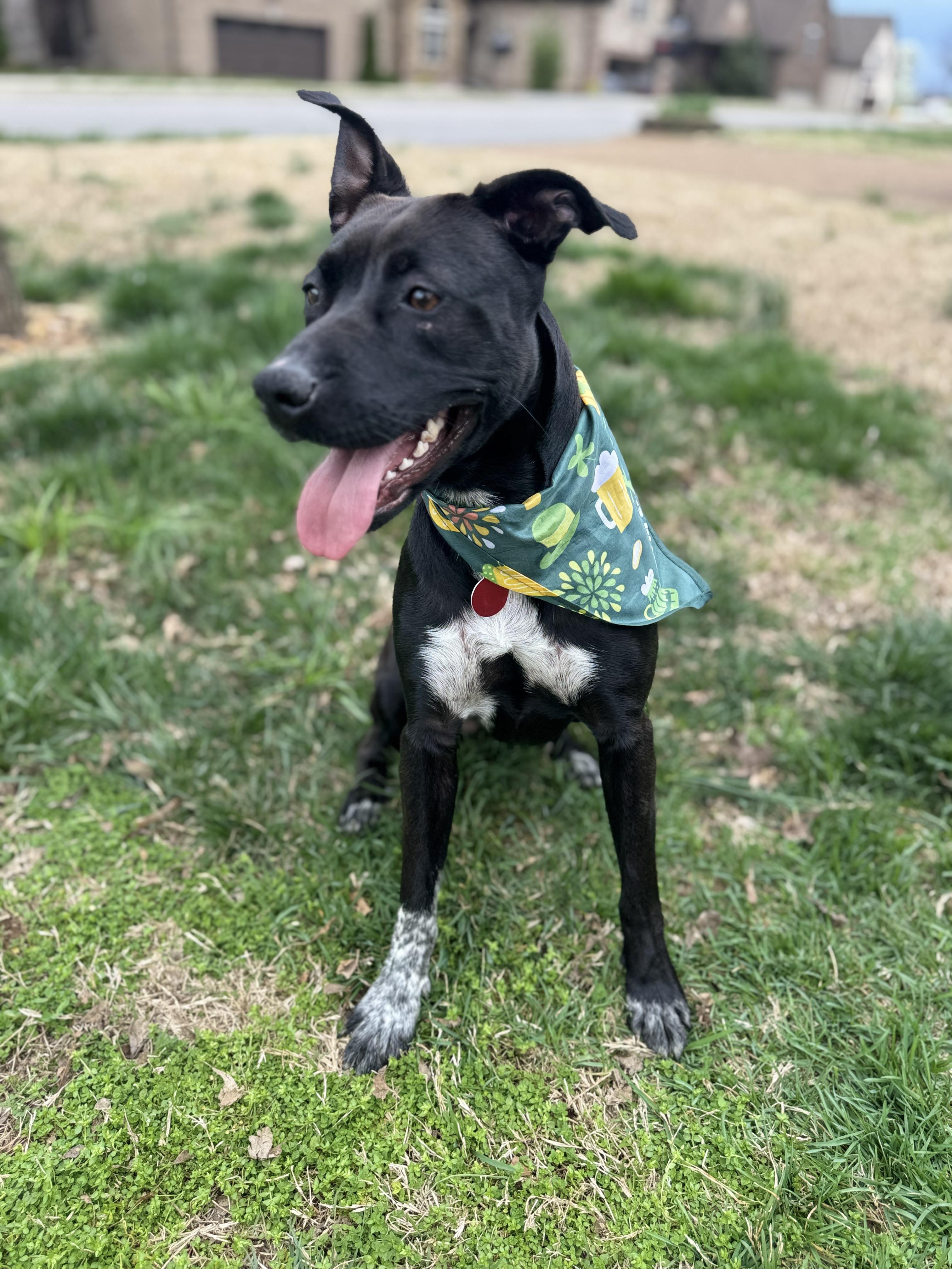 Mimi, a Adoptable mixed breed in Mount Juliet, TN image 1/6